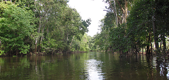 Igarapé no Solimões