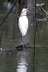 Num igapó do Amazonas