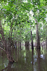 Igapó no Solimões