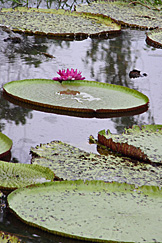 Lago de vitórias-régias