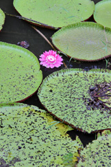 Lago de vitórias-régias