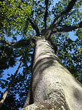 Jardim Botânico, Rio