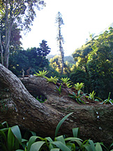 Parque Lage, Rio