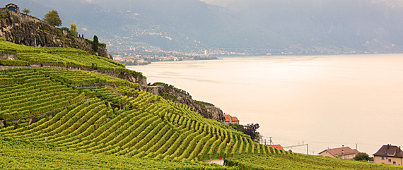 Rivaz, Lavaux