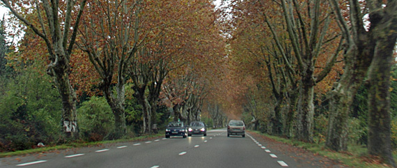 Foliage na Provence