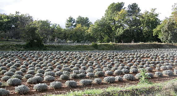 Outono na Provence