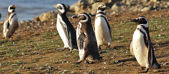 Pingüins na Ilha Magdalena