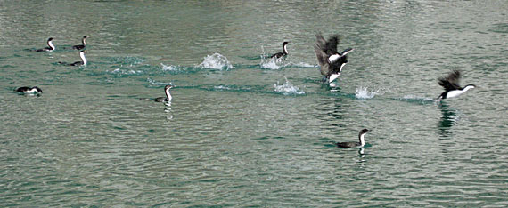 Cormorões