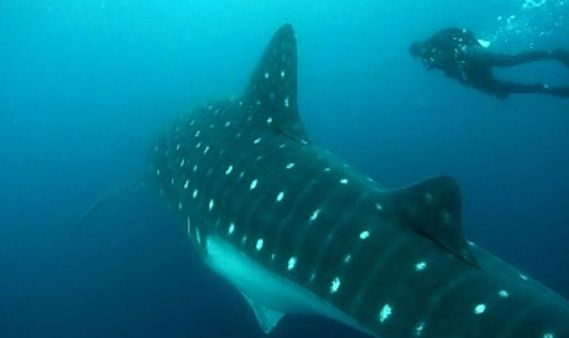 Tubarão-Baleia Galápagos
