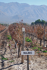 El Esteco, Cafayate. Foto: Gustavo Belli