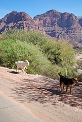 Ruta del Vino, Salta-Cafayate. Foto: Gustavo Be