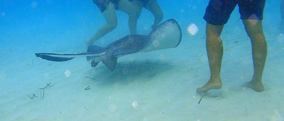 Stingray City, Cayman