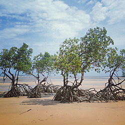 Fazenda São Jerônimo