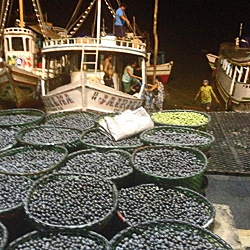 Feira do Açaí