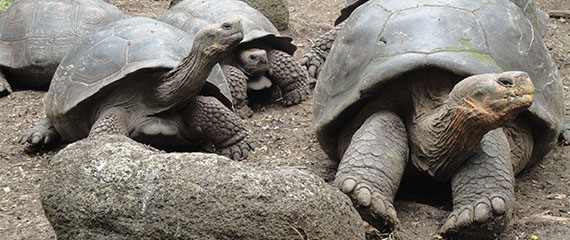 Galápagos