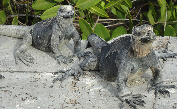 Iguanas