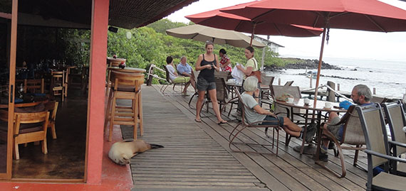 Leão marinho no Red Mangrove Aventura