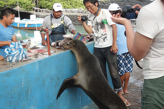 Leão marinho no mercado de peixe