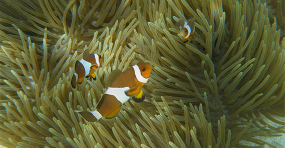Snorkel em Phi Phi