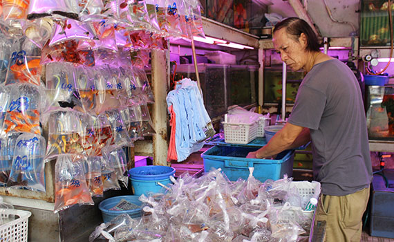 hong-kong-goldfish-market