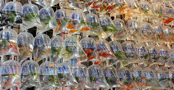 Goldfish Market, Hong Kong