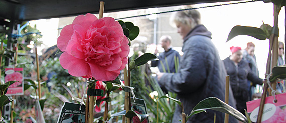 Columbia Road Flower Market