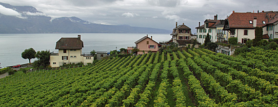 Vinhedos de Lavaux