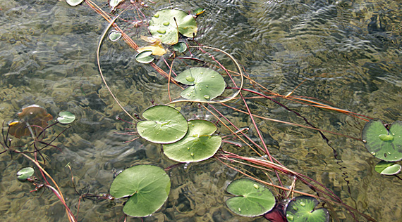 Lagoa da Capivara, Atins