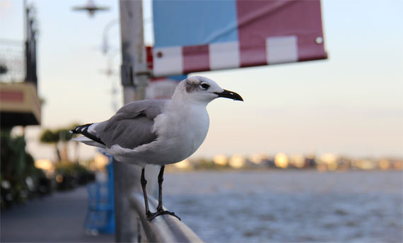 Kemah Boardwalk