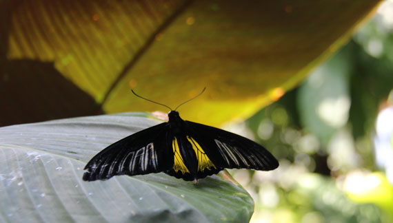 Houston Museum of Natural Science