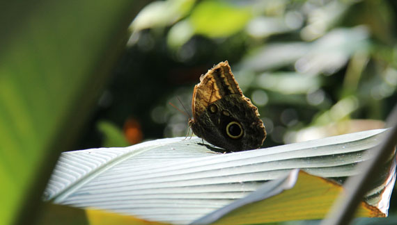 Houston Museum of Natural Science