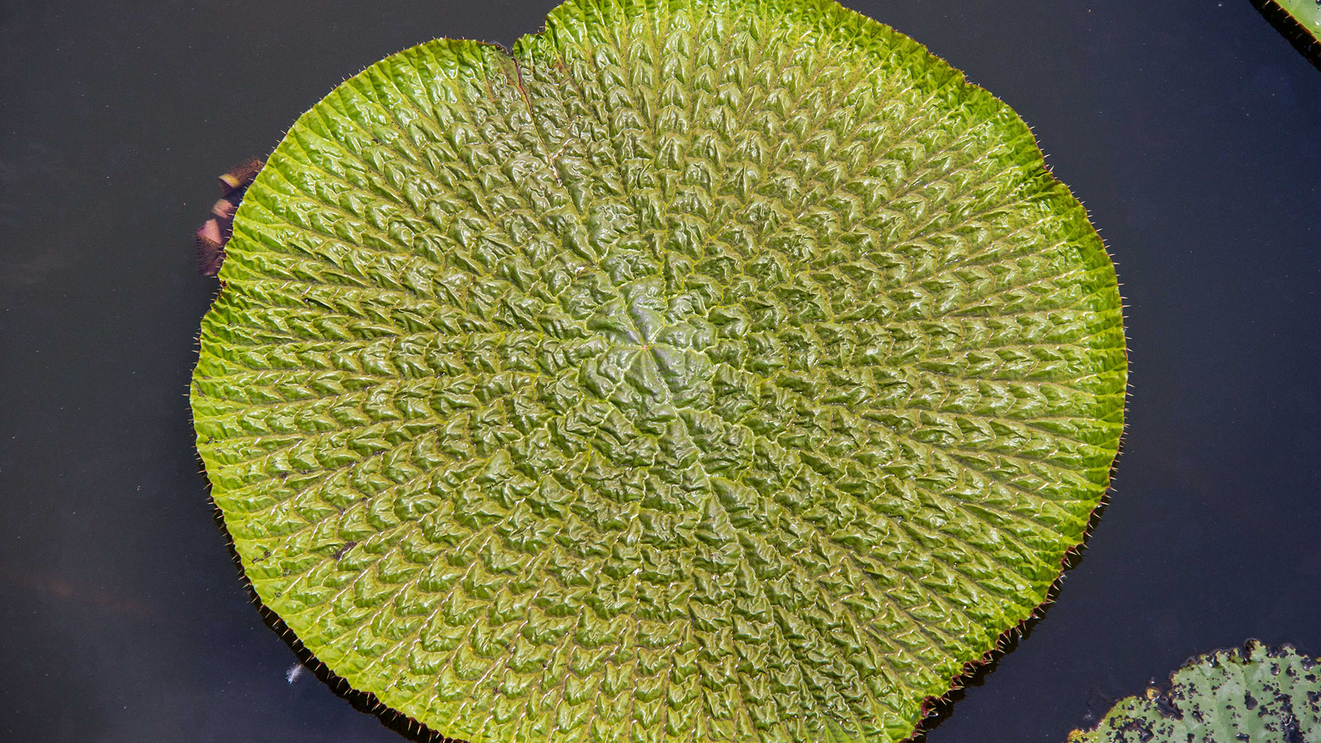 Manaus - Guia Completo