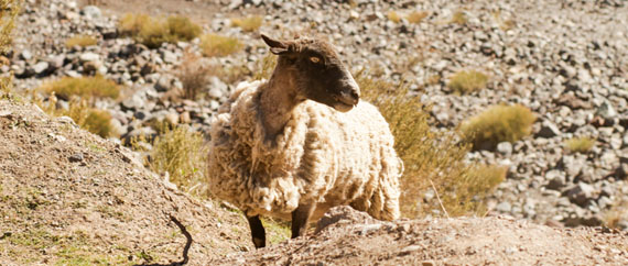 Cajón del Maipo de carro, no inverno: dicas e cliques da Simone 1