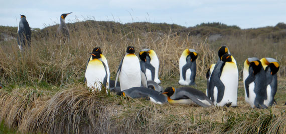 Parque Pingüino Rey