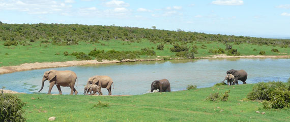 Addo Elephant National Park