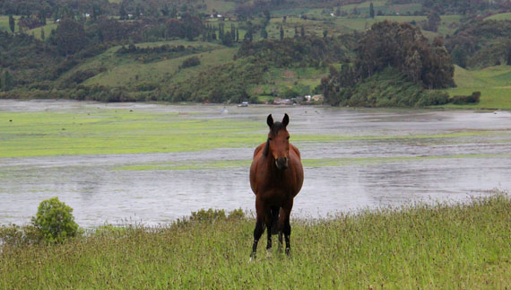 Chiloé