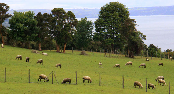Ovelhas em Chiloé