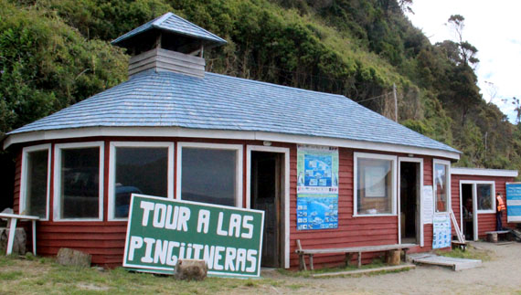 Pingüins em Chiloé