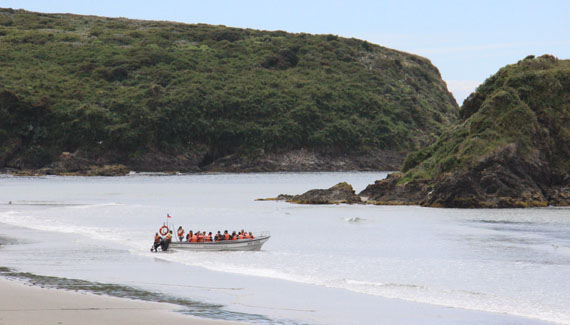 Pingüins em Chiloé