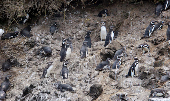 Pingüins em Chiloé