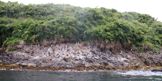 Pingüins em Chiloé