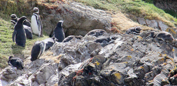 Pingüins em Chiloé