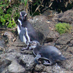 Pingüins em Chiloé