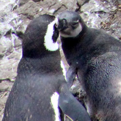 Pingüins em Chiloé