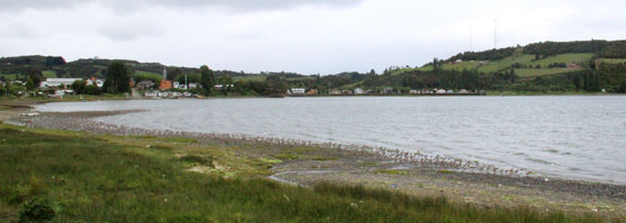 Aves migratórias em Chiloé