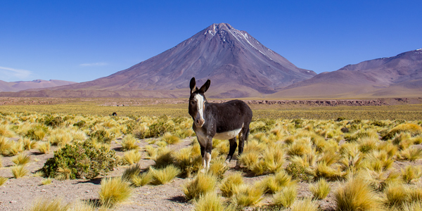 Atacama: as dicas do Viaje na Viagem