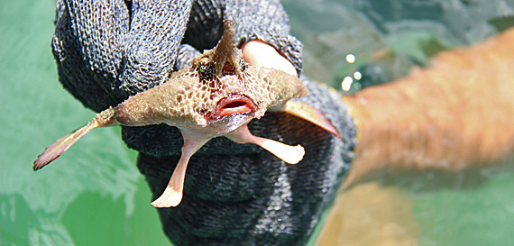 Peixe-morcego