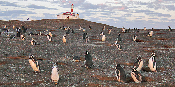 Isla Magdalena