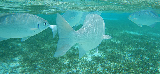 San Andrés dicas - Acuario