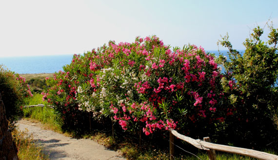 Capo di Sorrento